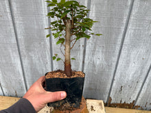 Load image into Gallery viewer, Zelkova, Japanese Grey Bark Elm #6