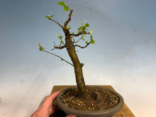 Load image into Gallery viewer, Chinese Quince 007
