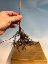 Load image into Gallery viewer, Amur Maple Bare Root 3 year, 10-12”