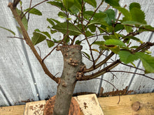 Load image into Gallery viewer, Zelkova, Japanese Grey Bark Elm #4