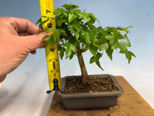 Load image into Gallery viewer, Trident Maple 024