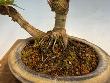Load image into Gallery viewer, Kotohime Japanese Maple-007 Var. Dwarf Goshiki