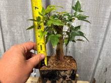Load image into Gallery viewer, Trident Maple #14