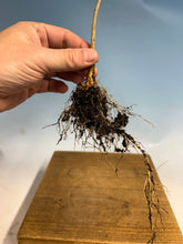 Load image into Gallery viewer, Japanese Wisteria Bare Root