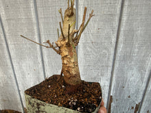 Load image into Gallery viewer, Trident Maple #10