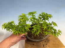 Load image into Gallery viewer, Shishigashira Japanese Maple 019