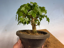 Load image into Gallery viewer, Trident Maple 022