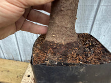 Load image into Gallery viewer, Zelkova, Japanese Grey Bark Elm #18