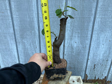 Load image into Gallery viewer, Chinese Quince #4