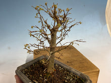 Load image into Gallery viewer, Zelkova, Japanese Grey Bark Elm 006
