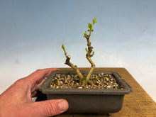 Load image into Gallery viewer, Beautyberry-001