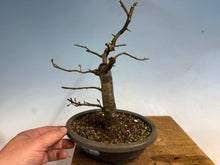 Load image into Gallery viewer, Chinese Quince 003