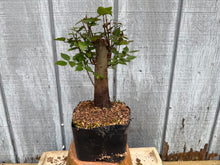 Load image into Gallery viewer, Zelkova, Japanese Grey Bark Elm #1