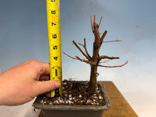 Load image into Gallery viewer, Dawn Redwood 002