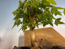 Load image into Gallery viewer, Trident Maple 014