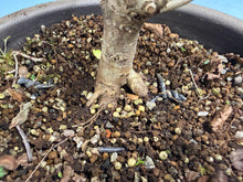 Load image into Gallery viewer, Zelkova, Japanese Import 002