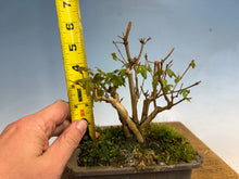 Load image into Gallery viewer, Trident Maple-Shohin Clump 002
