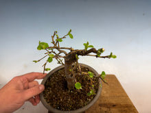 Load image into Gallery viewer, Chinese Quince 005