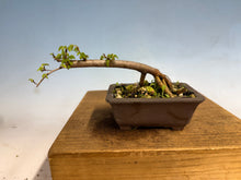 Load image into Gallery viewer, Chinese Elm-Root Cutting 002