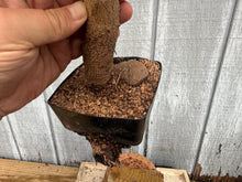 Load image into Gallery viewer, Trident Maple #36