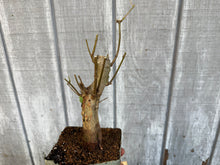 Load image into Gallery viewer, Trident Maple #10
