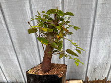 Load image into Gallery viewer, Zelkova, Japanese Grey Bark Elm #8