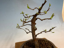 Load image into Gallery viewer, Chinese Quince 005