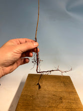 Load image into Gallery viewer, Bald Cypress Bare Root-Standard 8-12”