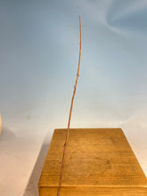 Load image into Gallery viewer, Bald Cypress Bare Root-Large Size 12-20”