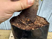 Load image into Gallery viewer, Zelkova, Japanese Grey Bark Elm #20