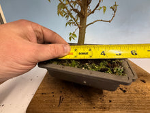 Load image into Gallery viewer, Zelkova, Japanese Grey Bark Elm 013