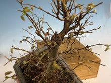 Load image into Gallery viewer, Zelkova, Japanese Grey Bark Elm 006