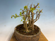 Load image into Gallery viewer, Trident Maple-Shohin Clump