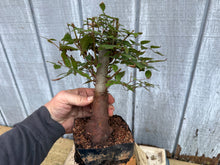Load image into Gallery viewer, Zelkova, Japanese Grey Bark Elm #16
