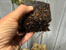 Load image into Gallery viewer, Trident Maple #13