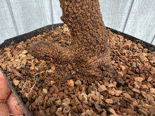 Load image into Gallery viewer, Trident Maple #31