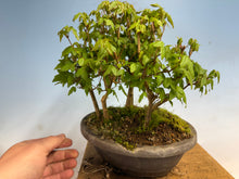 Load image into Gallery viewer, Trident Maple-Shohin Forest 001