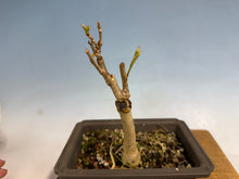Load image into Gallery viewer, Japanese Wisteria 005