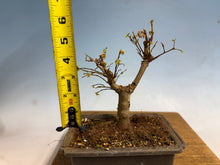 Load image into Gallery viewer, Zelkova, Japanese Grey Bark Elm 005
