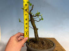 Load image into Gallery viewer, Chinese Quince 007