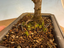 Load image into Gallery viewer, Kotohime Japanese Maple-004