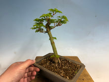 Load image into Gallery viewer, Shishigashira Japanese Maple 007