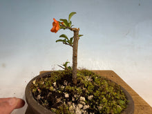Load image into Gallery viewer, Chojubai 006