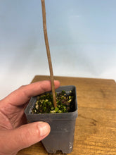 Load image into Gallery viewer, Bald Cypress