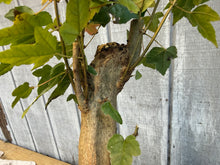 Load image into Gallery viewer, Trident Maple #17