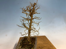 Load image into Gallery viewer, Zelkova, Japanese Grey Bark Elm 001