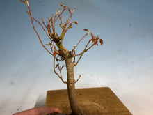 Load image into Gallery viewer, Japanese Maple 002