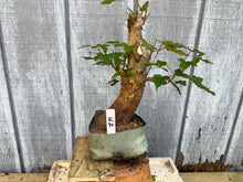Load image into Gallery viewer, Trident Maple #39
