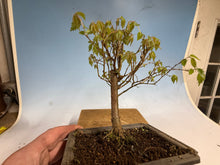 Load image into Gallery viewer, Zelkova, Japanese Grey Bark Elm 010