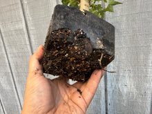 Load image into Gallery viewer, Trident Maple #16